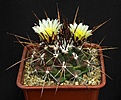 Нажмите на изображение для увеличения.

Название:	Thelocactus_cf_tulensis_flavus_IMG_0184.jpg
Просмотров:	187
Размер:	119.2 Кб
ID:	330772