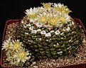 Нажмите на изображение для увеличения.

Название:	Mammillaria_marksiana_IMG_0254.jpg
Просмотров:	176
Размер:	166.1 Кб
ID:	330773
