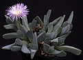 Нажмите на изображение для увеличения.

Название:	Cheiridopsis_albirosea_SB772_IMG_0271.jpg
Просмотров:	183
Размер:	86.8 Кб
ID:	330779
