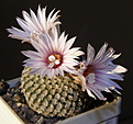 Нажмите на изображение для увеличения.

Название:	Turbinicarpus_pseudopectinatus_164_7.JPG
Просмотров:	172
Размер:	152.0 Кб
ID:	330780