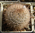 Нажмите на изображение для увеличения.

Название:	Mammillaria_pennispinosa.JPG
Просмотров:	173
Размер:	224.1 Кб
ID:	330782