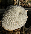 Нажмите на изображение для увеличения.

Название:	Mammillaria_pectinifera_187a_4.JPG
Просмотров:	173
Размер:	191.6 Кб
ID:	330783