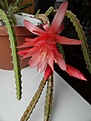 Нажмите на изображение для увеличения.

Название:	Aporocactus_hybr_Cordelia.jpg
Просмотров:	176
Размер:	286.6 Кб
ID:	330794