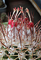 Нажмите на изображение для увеличения.

Название:	Melocactus_dawsonii.jpg
Просмотров:	159
Размер:	238.7 Кб
ID:	330828