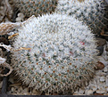Нажмите на изображение для увеличения.

Название:	Mammillaria_noureddineanaMBF157_.jpg
Просмотров:	143
Размер:	207.0 Кб
ID:	330829