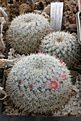 Нажмите на изображение для увеличения.

Название:	Mammillaria_noureddineana_MBF157_.jpg
Просмотров:	149
Размер:	196.0 Кб
ID:	330830