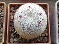 Нажмите на изображение для увеличения.

Название:	Mammillaria_dealbata.jpg
Просмотров:	155
Размер:	202.3 Кб
ID:	330831