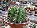 Нажмите на изображение для увеличения.

Название:	Ferocactus_CW.jpg
Просмотров:	165
Размер:	189.2 Кб
ID:	330833