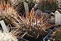 Нажмите на изображение для увеличения.

Название:	Stenocactus_grandicornis.jpg
Просмотров:	160
Размер:	227.9 Кб
ID:	330841