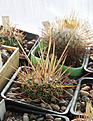 Нажмите на изображение для увеличения.

Название:	Stenocactus_grandicornis+.jpg
Просмотров:	161
Размер:	207.0 Кб
ID:	330842