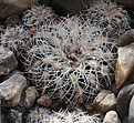 Нажмите на изображение для увеличения.

Название:	Gymnocalycium_bruchii_VG271.jpg
Просмотров:	276
Размер:	248.1 Кб
ID:	330846