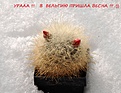 Нажмите на изображение для увеличения.

Название:	Mammillopsis_senilis.jpg
Просмотров:	139
Размер:	218.8 Кб
ID:	330847