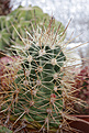Нажмите на изображение для увеличения.

Название:	Echinocereus_spec.Cocheno.jpg
Просмотров:	163
Размер:	215.8 Кб
ID:	330858
