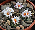Нажмите на изображение для увеличения.

Название:	Turbinicarpus_panarattoi.jpg
Просмотров:	159
Размер:	252.4 Кб
ID:	330865