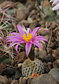 Нажмите на изображение для увеличения.

Название:	Turbinicarpus_pseudopectinatus_ssp.jarmilae_MK40.315.jpg
Просмотров:	166
Размер:	214.5 Кб
ID:	330867
