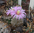 Нажмите на изображение для увеличения.

Название:	Turbinicarpus_pseudopectinatus_v.rubriflorus.jpg
Просмотров:	140
Размер:	179.5 Кб
ID:	330868