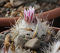 Нажмите на изображение для увеличения.

Название:	Turbinicarpus_saueri_ssp.nelissae_MZ626.jpg
Просмотров:	160
Размер:	211.8 Кб
ID:	330869