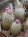Нажмите на изображение для увеличения.

Название:	Turbinicarpus_subterraneus_ssp.zaragosae_SB1437.jpg
Просмотров:	156
Размер:	228.4 Кб
ID:	330870