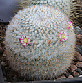 Нажмите на изображение для увеличения.

Название:	mammillaria_dixanthocentron_Rep872.jpg
Просмотров:	169
Размер:	200.1 Кб
ID:	330873