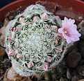 Нажмите на изображение для увеличения.

Название:	Mammillaria_giselae.jpg
Просмотров:	167
Размер:	189.4 Кб
ID:	330874