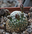 Нажмите на изображение для увеличения.

Название:	Mammillaria_goldii.jpg
Просмотров:	168
Размер:	228.7 Кб
ID:	330875