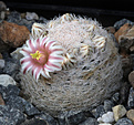 Нажмите на изображение для увеличения.

Название:	Mammillaria_lasiacantha_SB255.jpg
Просмотров:	168
Размер:	226.9 Кб
ID:	330877