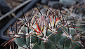 Нажмите на изображение для увеличения.

Название:	Sclerocactus_glaucus.jpg
Просмотров:	171
Размер:	209.4 Кб
ID:	330895