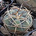 Нажмите на изображение для увеличения.

Название:	Gymnocalycium_cardenasianum_VG956_Tojo_2610m.jpg
Просмотров:	129
Размер:	247.9 Кб
ID:	330924