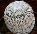 Нажмите на изображение для увеличения.

Название:	Mammillaria_pectinifera.jpg
Просмотров:	164
Размер:	221.5 Кб
ID:	330937
