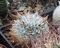 Нажмите на изображение для увеличения.

Название:	Mammillaria_longiflora.jpg
Просмотров:	161
Размер:	214.7 Кб
ID:	330938