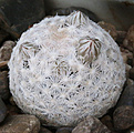 Нажмите на изображение для увеличения.

Название:	Mammillaria_HK1151.jpg
Просмотров:	143
Размер:	228.0 Кб
ID:	330939