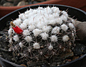 Нажмите на изображение для увеличения.

Название:	Mammillaria_gaumeri.jpg
Просмотров:	170
Размер:	244.2 Кб
ID:	330940