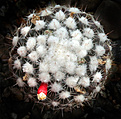 Нажмите на изображение для увеличения.

Название:	Mammillaria_gaumeri+.jpg
Просмотров:	161
Размер:	203.1 Кб
ID:	330941