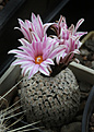 Нажмите на изображение для увеличения.

Название:	Turbinicarpus_valdezianus.jpg
Просмотров:	161
Размер:	194.8 Кб
ID:	330966