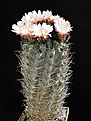 Нажмите на изображение для увеличения.

Название:	Eriosycetaltalensisssp.paucicostataHH2012Juno07.jpg
Просмотров:	264
Размер:	85.6 Кб
ID:	331005