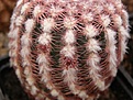 Нажмите на изображение для увеличения.

Название:	Echinocereus pectinatus.jpg
Просмотров:	201
Размер:	72.7 Кб
ID:	331007