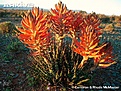 Нажмите на изображение для увеличения.

Название:	Aloe-longistyla-flowering-in-habitat.jpg
Просмотров:	190
Размер:	118.1 Кб
ID:	331023