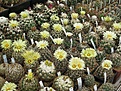 Нажмите на изображение для увеличения.

Название:	IMG_2498.jpg
Просмотров:	155
Размер:	279.7 Кб
ID:	331024