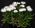 Нажмите на изображение для увеличения.

Название:	Delosperma_esterhuyseniae_SH1222_IMG_0313.jpg
Просмотров:	174
Размер:	119.3 Кб
ID:	331035