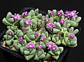 Нажмите на изображение для увеличения.

Название:	Gibbaeum_petrense_SB648_IMG_0488.jpg
Просмотров:	162
Размер:	138.1 Кб
ID:	331036