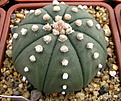 Нажмите на изображение для увеличения.

Название:	4_Astrophytum_asterias_f.nudum.jpg
Просмотров:	203
Размер:	159.5 Кб
ID:	331052