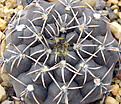 Нажмите на изображение для увеличения.

Название:	4_Gymnocalycium_guehlianum_VS139.jpg
Просмотров:	204
Размер:	194.2 Кб
ID:	331054