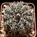 Нажмите на изображение для увеличения.

Название:	G.stellatum v.zantnerianum VG541.JPG
Просмотров:	258
Размер:	242.5 Кб
ID:	331081