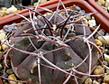 Нажмите на изображение для увеличения.

Название:	5_Gymnocalycium_ferrariVG-817.jpg
Просмотров:	265
Размер:	194.0 Кб
ID:	331092