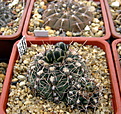 Нажмите на изображение для увеличения.

Название:	5_Gymnocalycium_amerhauserixG.specVG057.jpg
Просмотров:	268
Размер:	163.8 Кб
ID:	331093