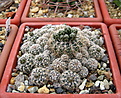 Нажмите на изображение для увеличения.

Название:	5_Gymnocalycium_bruchii.jpg
Просмотров:	262
Размер:	216.9 Кб
ID:	331094