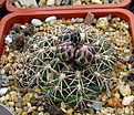 Нажмите на изображение для увеличения.

Название:	5_Gymnocalycium_uruguayense.jpg
Просмотров:	263
Размер:	210.0 Кб
ID:	331095