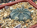 Нажмите на изображение для увеличения.

Название:	5_Echinocereus_aguirrii_Tolontongo.jpg
Просмотров:	154
Размер:	212.4 Кб
ID:	331121
