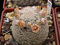 Нажмите на изображение для увеличения.

Название:	5_Mammillaria_egregia.jpg
Просмотров:	158
Размер:	164.4 Кб
ID:	331122