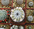 Нажмите на изображение для увеличения.

Название:	5_Mammillaria_peresdelarosae.jpg
Просмотров:	150
Размер:	156.6 Кб
ID:	331123